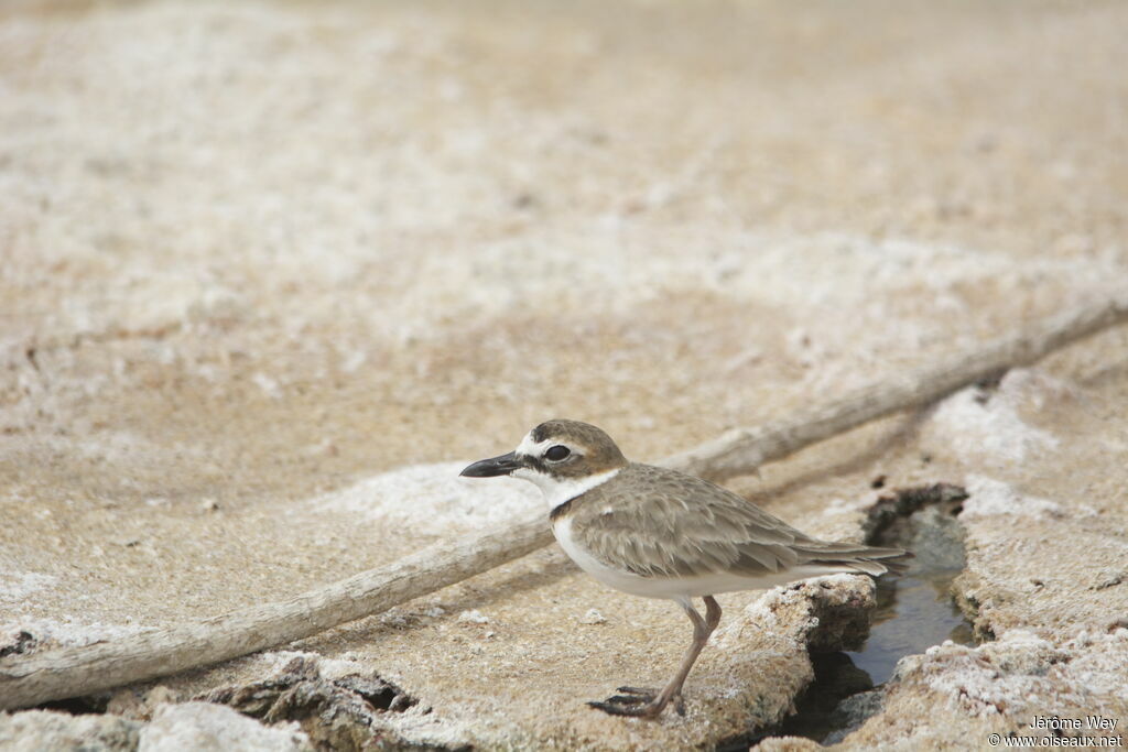 Wilson's Plover