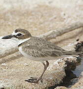 Wilson's Plover