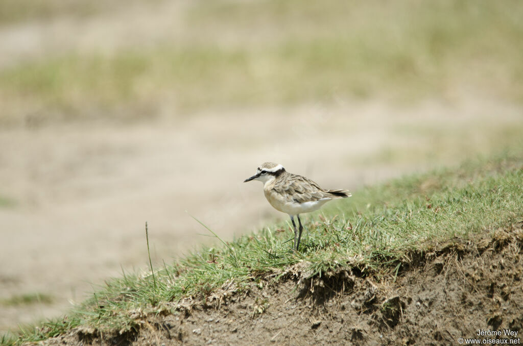 Kittlitz's Plover