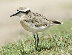 Kittlitz's Plover