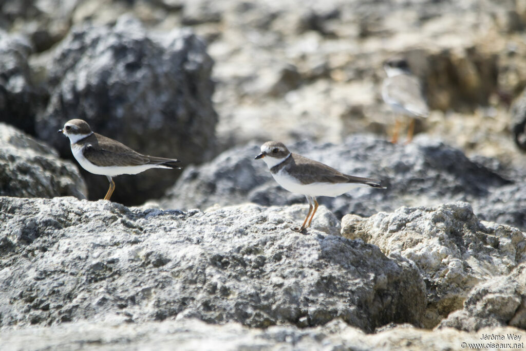 Semipalmated Plover