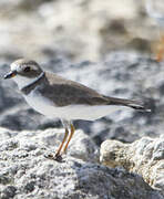 Semipalmated Plover