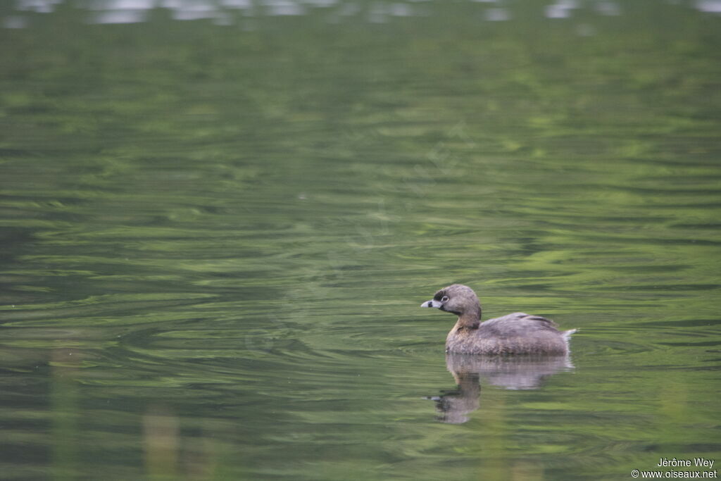 Pied-billed Grebe