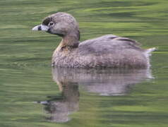 Pied-billed Grebe