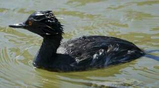 Black-necked Grebe