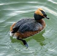 Horned Grebe