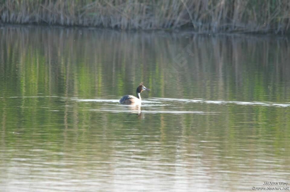 Great Crested Grebe