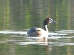 Great Crested Grebe