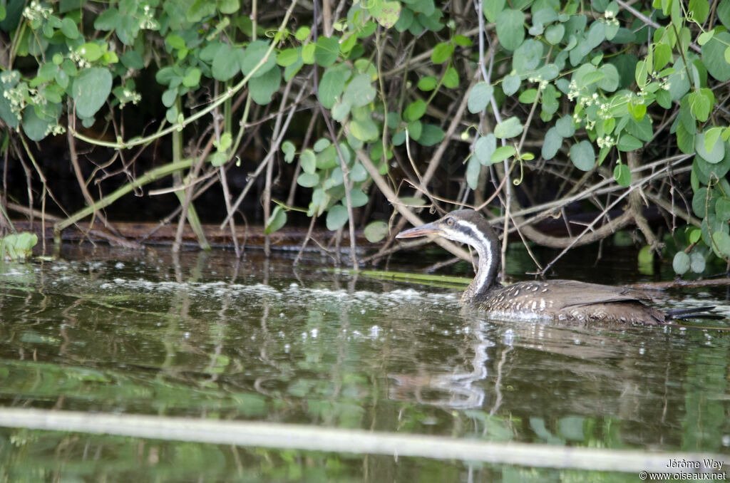 African Finfoot