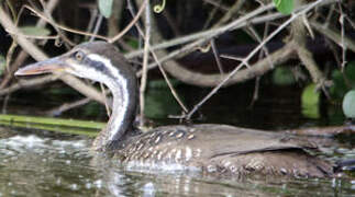 African Finfoot