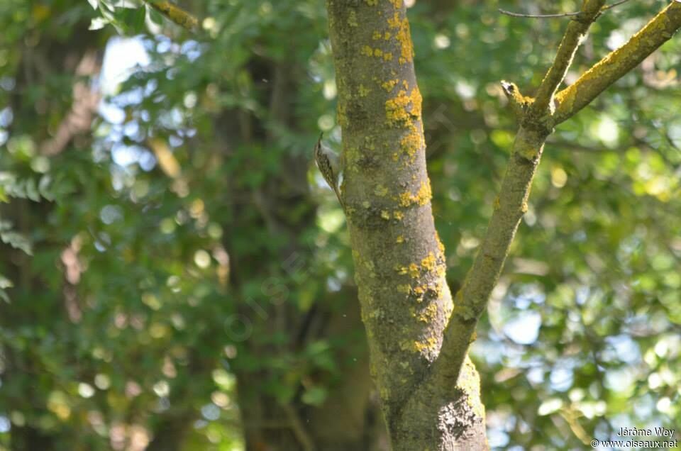 Short-toed Treecreeper