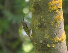 Short-toed Treecreeper