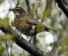 Redwing