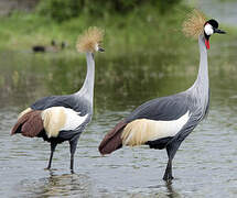 Grey Crowned Crane