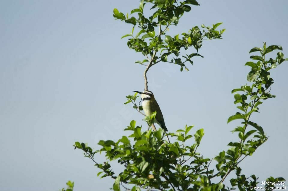 White-throated Bee-eater