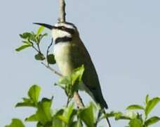 White-throated Bee-eater