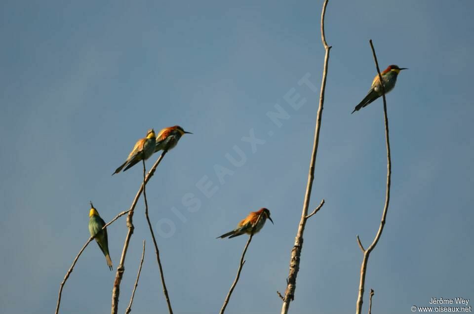 European Bee-eater