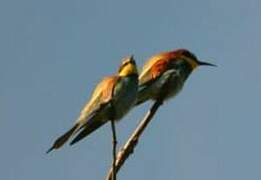 European Bee-eater