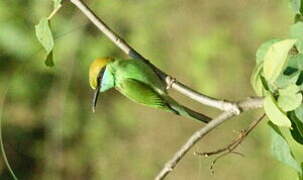 Green Bee-eater