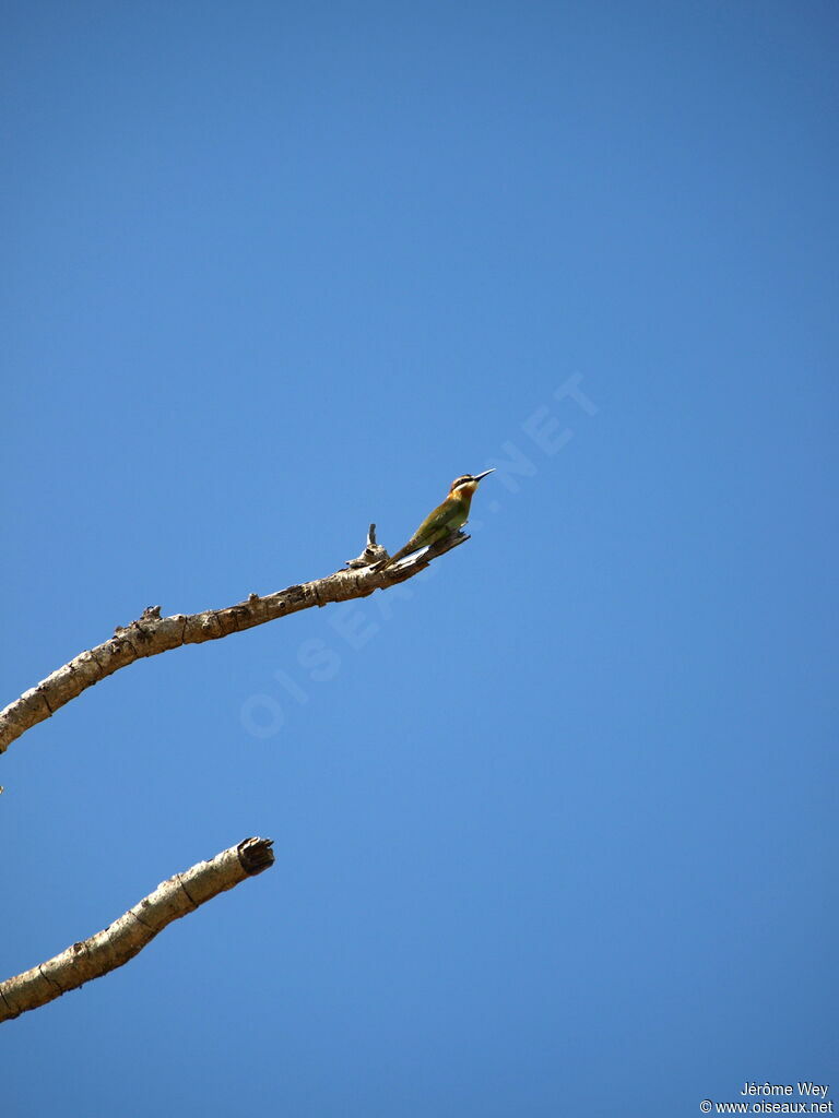 Olive Bee-eater