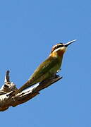 Olive Bee-eater