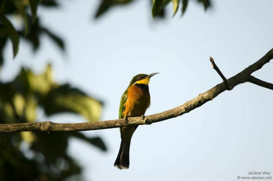 Cinnamon-chested Bee-eater