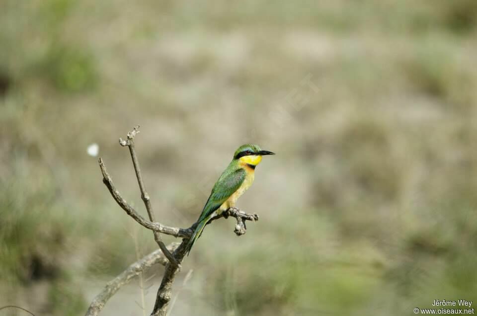 Little Bee-eater