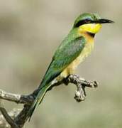 Little Bee-eater