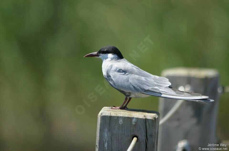 Whiskered Tern