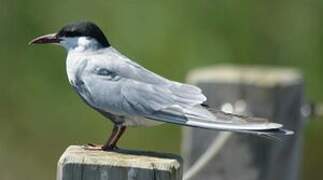 Whiskered Tern