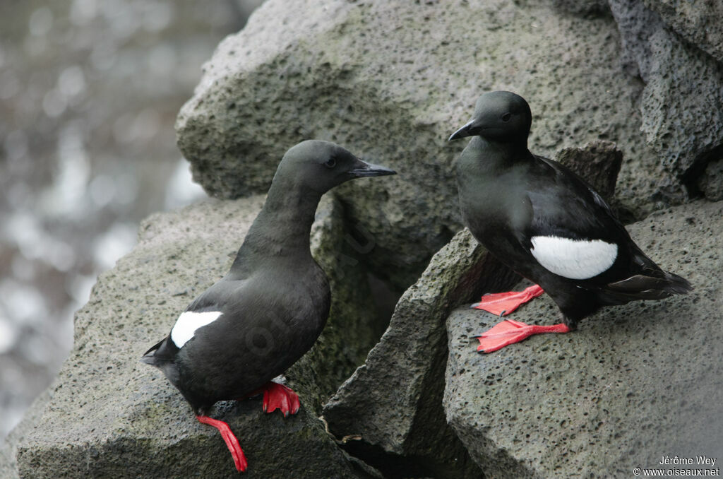 Black Guillemotadult