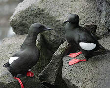 Black Guillemot