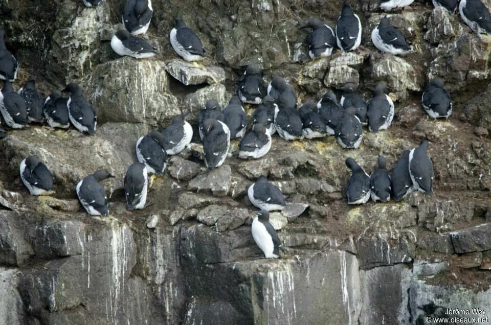 Thick-billed Murre