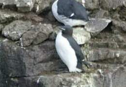 Guillemot de Brünnich