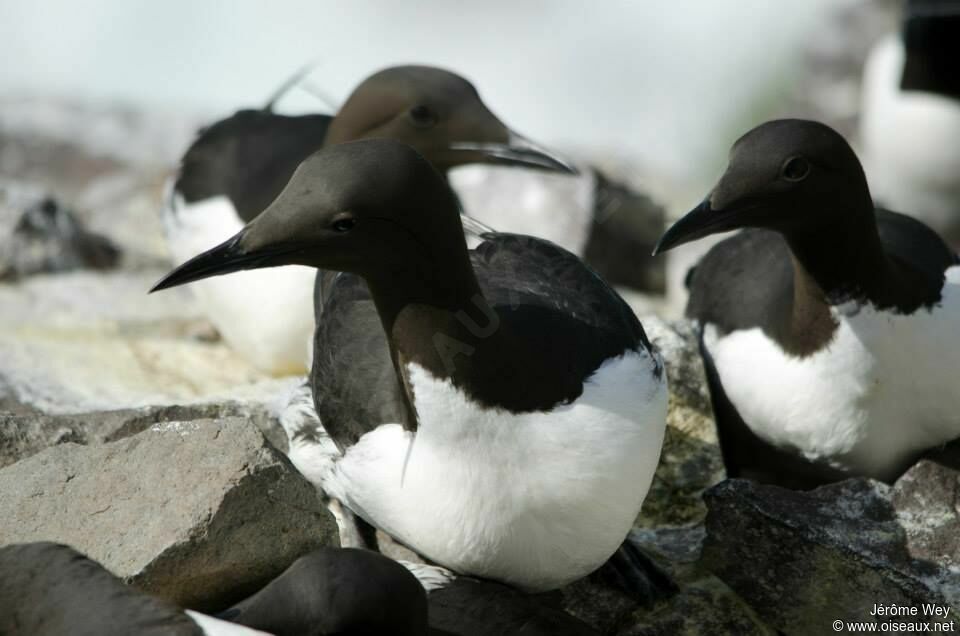 Guillemot de Troïl