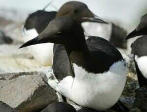 Guillemot de Troïl