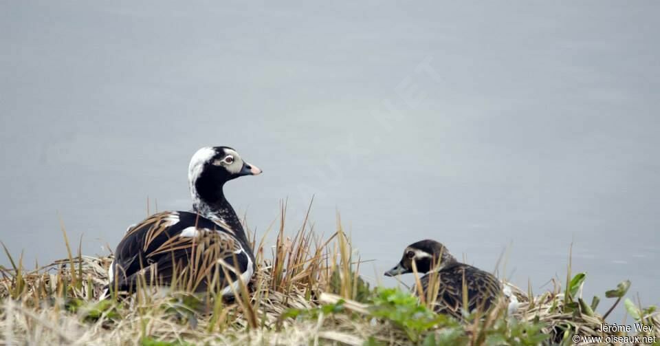 Long-tailed Duck