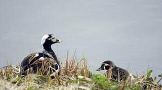 Long-tailed Duck