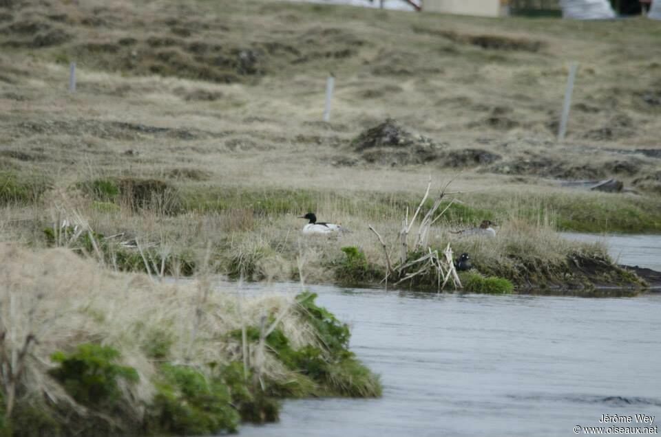 Common Merganser