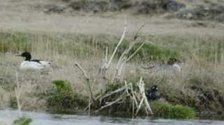 Common Merganser