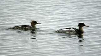 Red-breasted Merganser