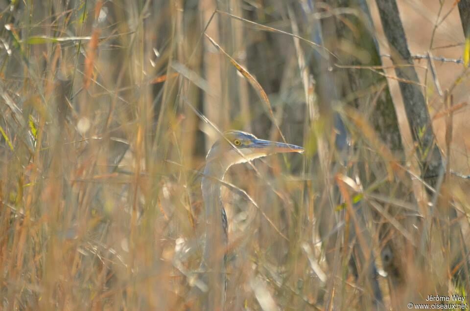 Grey Heron