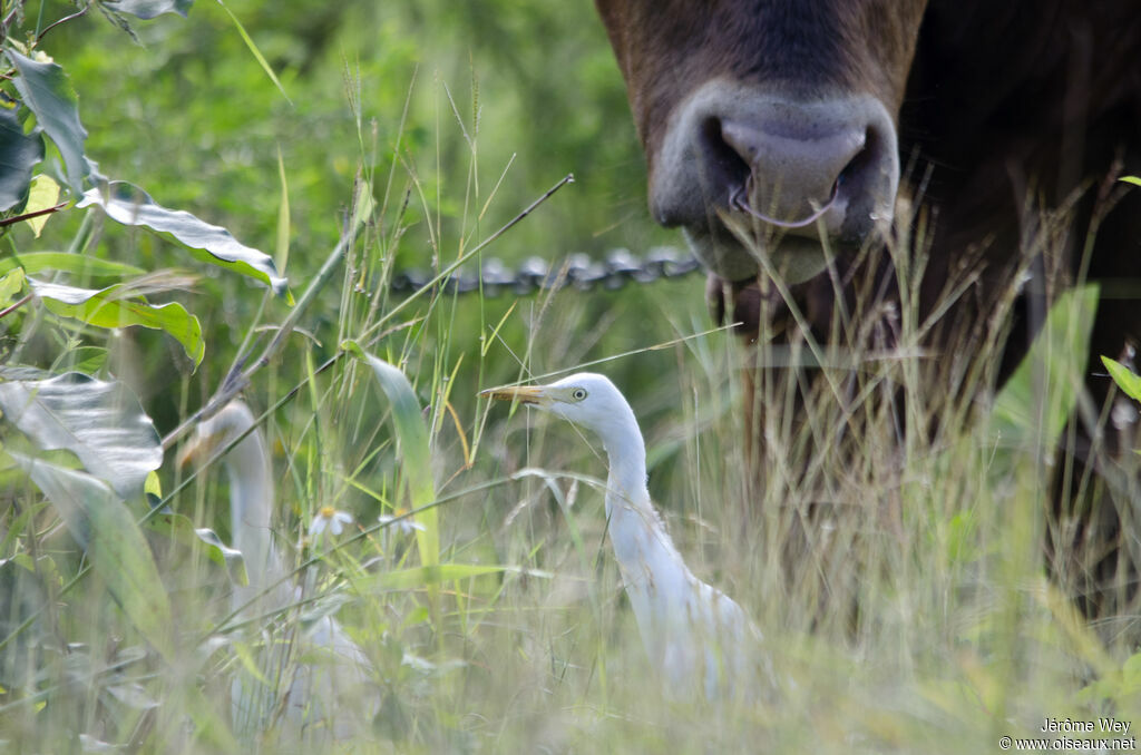 Western Cattle Egret