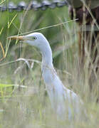 Western Cattle Egret