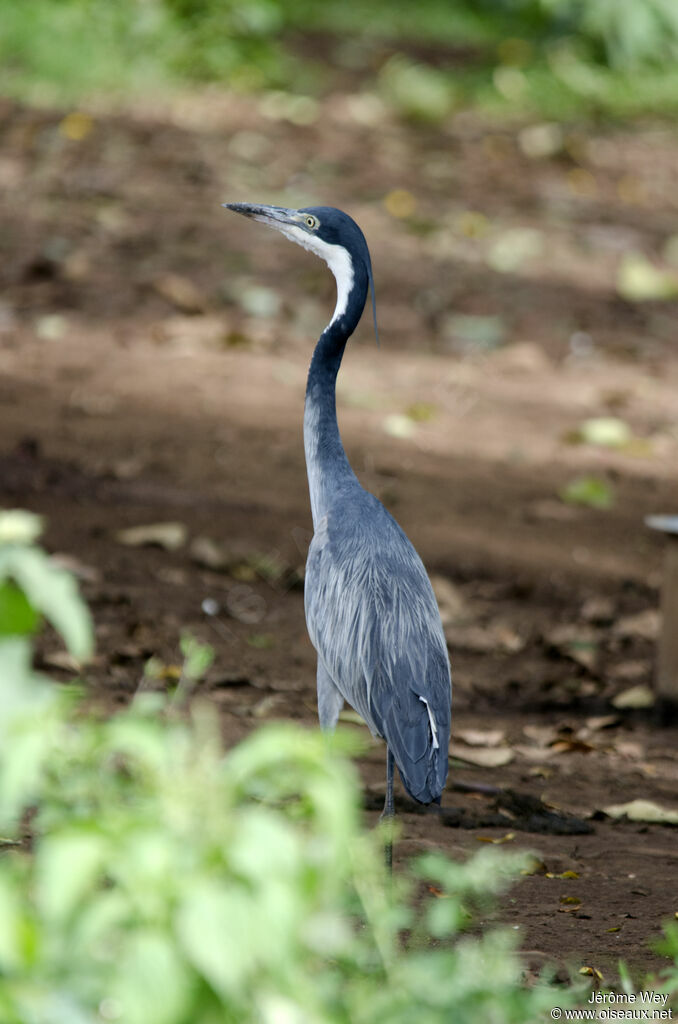 Black-headed Heron