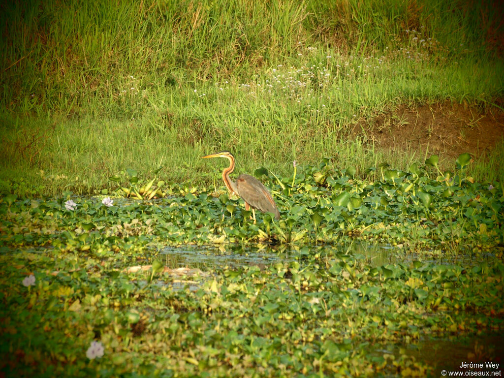 Purple Heron