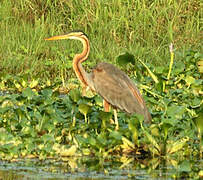 Purple Heron