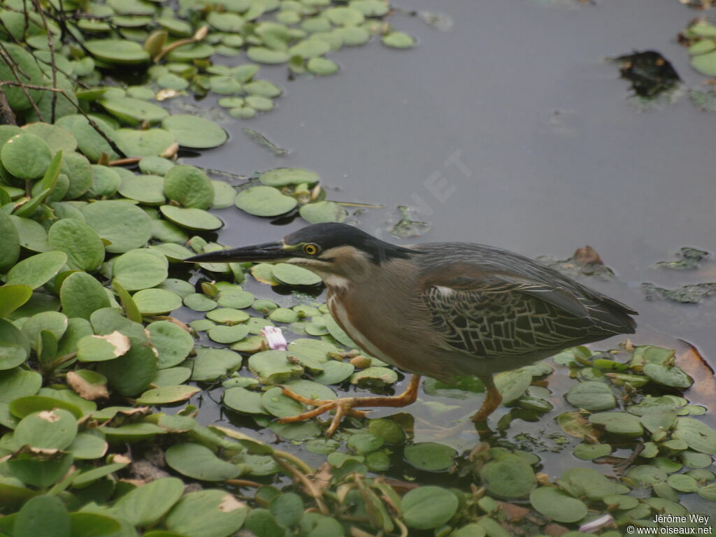 Striated Heron