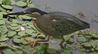 Striated Heron