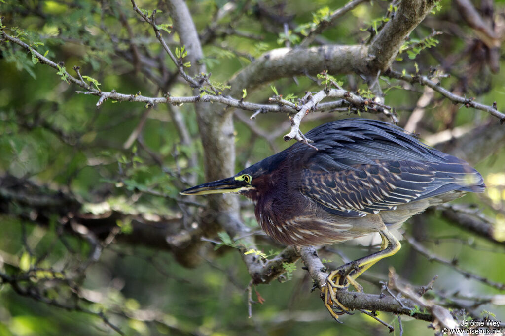 Green Heron